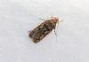 Hofmannophila pseudospretella